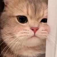 จึ๊บบึ๋ย