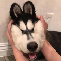 ปาเป่า