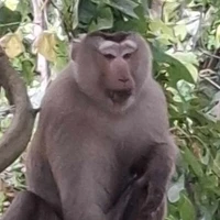 เจม