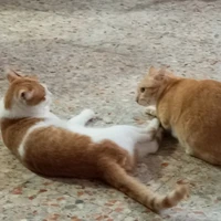 แอ๊ด!~