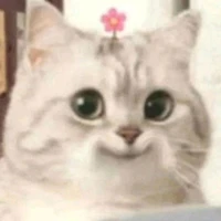 แอดเองง