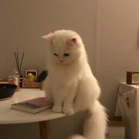 คูก้า