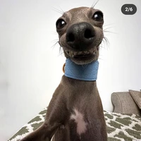 แอดเกชิกม่า