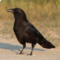 corvo
