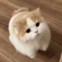 ดุ๊กดิ๊ก(ระบบ)