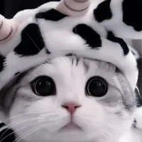 แอดเอง