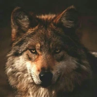 Lobo do Matteo