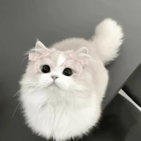 น.อ//ร่างแมว