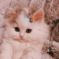 kittycat