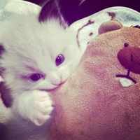 ไรท์เองง