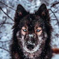 Ámbar [loba de Leila]