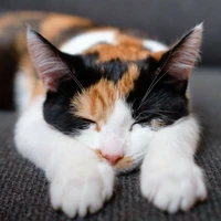 ฮารุ[แมวน้อย+ไรท์]​
