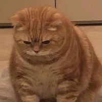 แมวๆ🐱