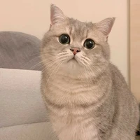 แมว