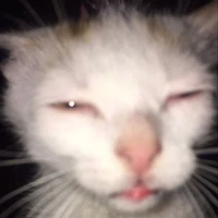 autora kat