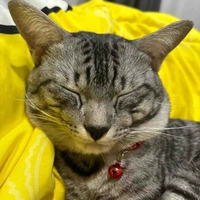 เเอดเอง