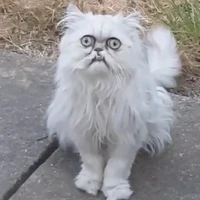 งุ้ย