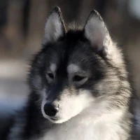 Reya (Ryujin wolf)