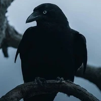 AKIRA (HEAD OF ALL CROWS OF KADEN)