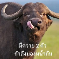 แอดค่ะ
