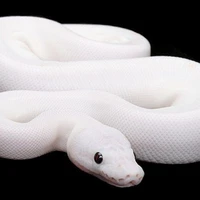 Prometeus