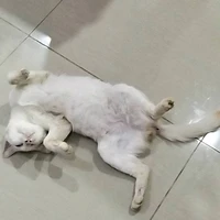 แอด