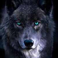 Dark [Darren wolf]