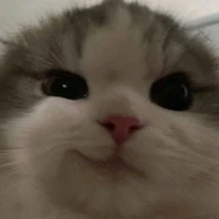 แมวพระเอก