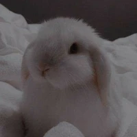 ห่าวอู๋(กระต่าย)
