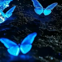 magical butterfly