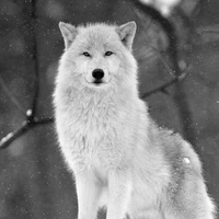 Chimi•Lobo de Jm•