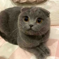 แอด