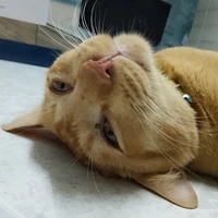 แอด แมว เหมียว😺