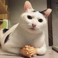 kittiyo author
