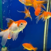 พระเจ้า