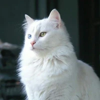 แมวป่านักล่า