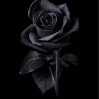 author black rose