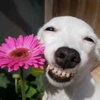 อีกา