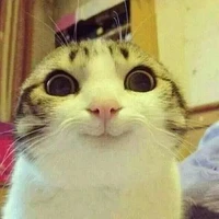 It_me_a_lazy_aßß_cat{author}