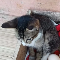 Sistem : Neko