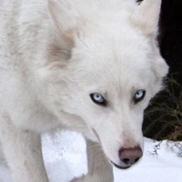 Brayden(Woof)