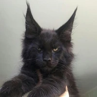 EINER D.K CAT (ML)