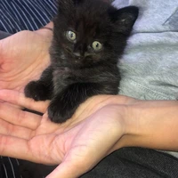 Gato