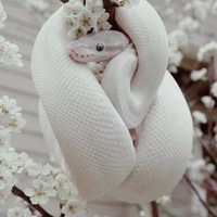 Draco