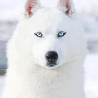 vick