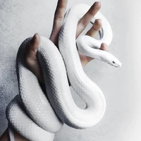 loren