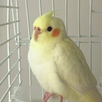 แอดเบียว