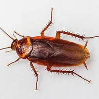 แมลงสาบ