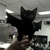 mimi (gatinho da luna)