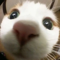 แอดมินเอง😽